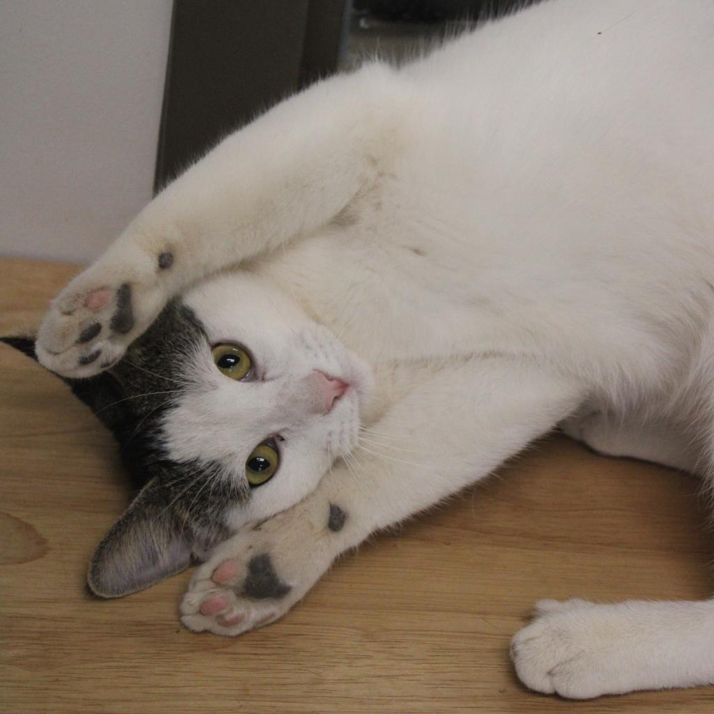 Enlarge Polo, a Adoptable Domestic Short Hair in Cleveland, MS image 4/6