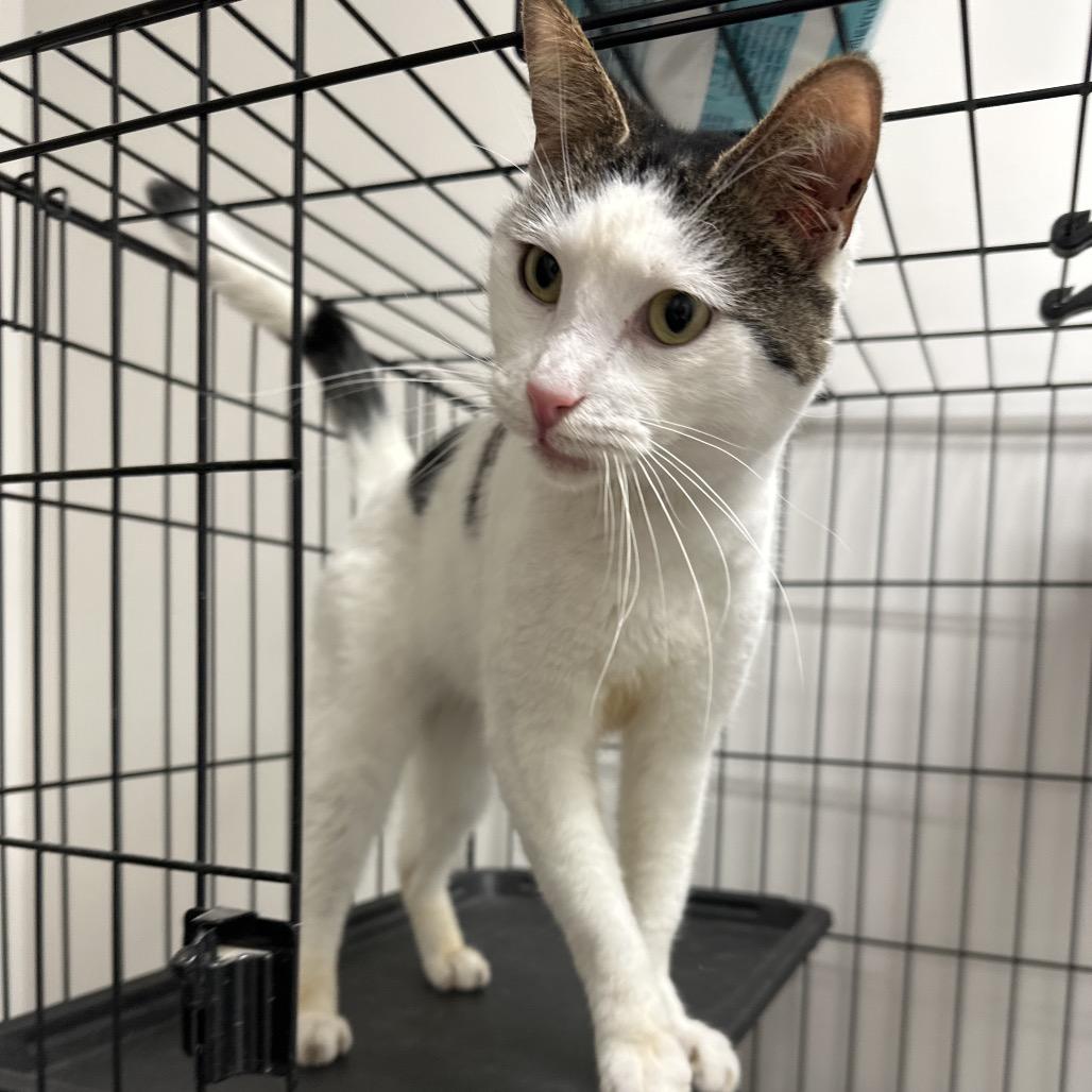 Enlarge Polo, a Adoptable Domestic Short Hair in Cleveland, MS image 5/6