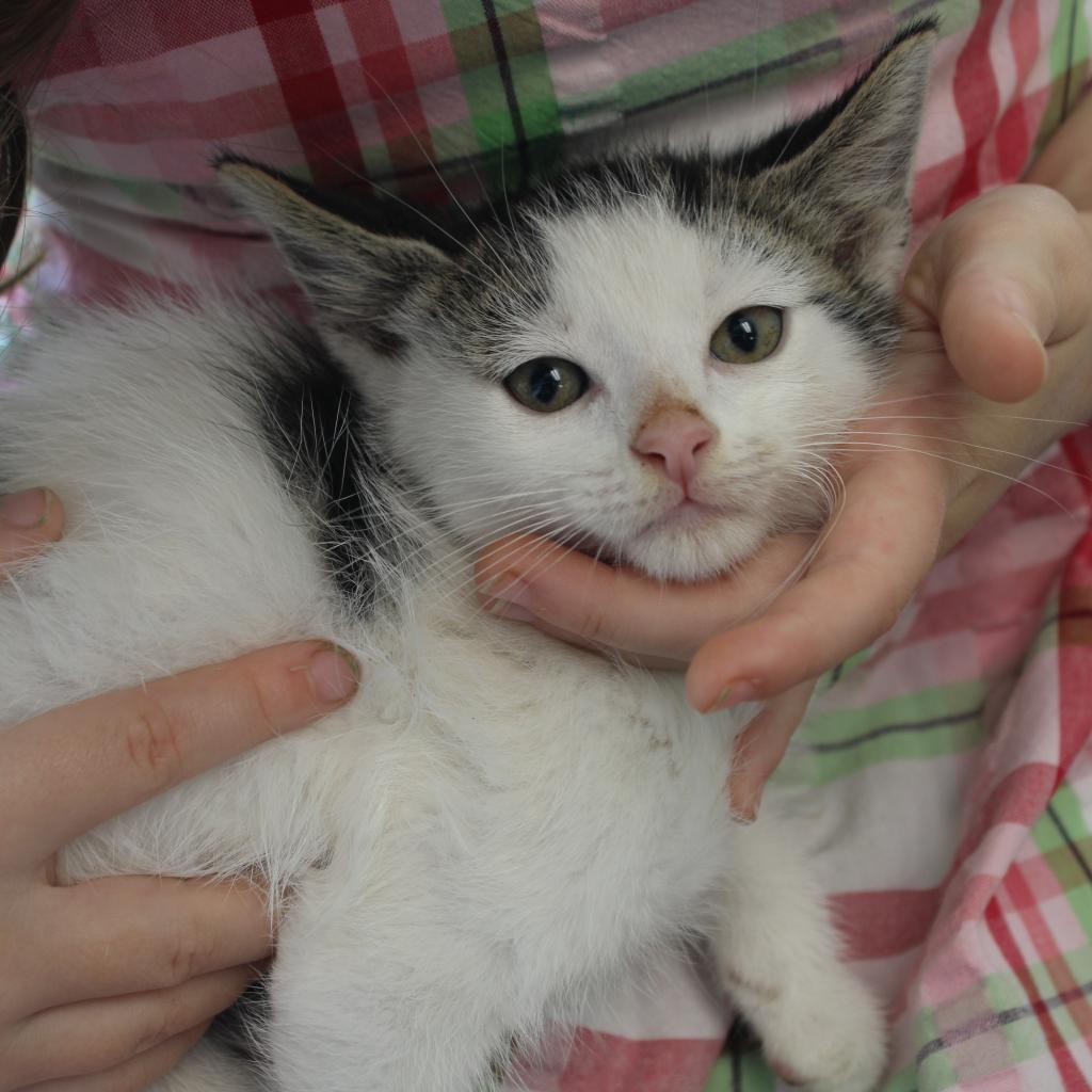 Enlarge Polo, a Adoptable Domestic Short Hair in Cleveland, MS image 6/6