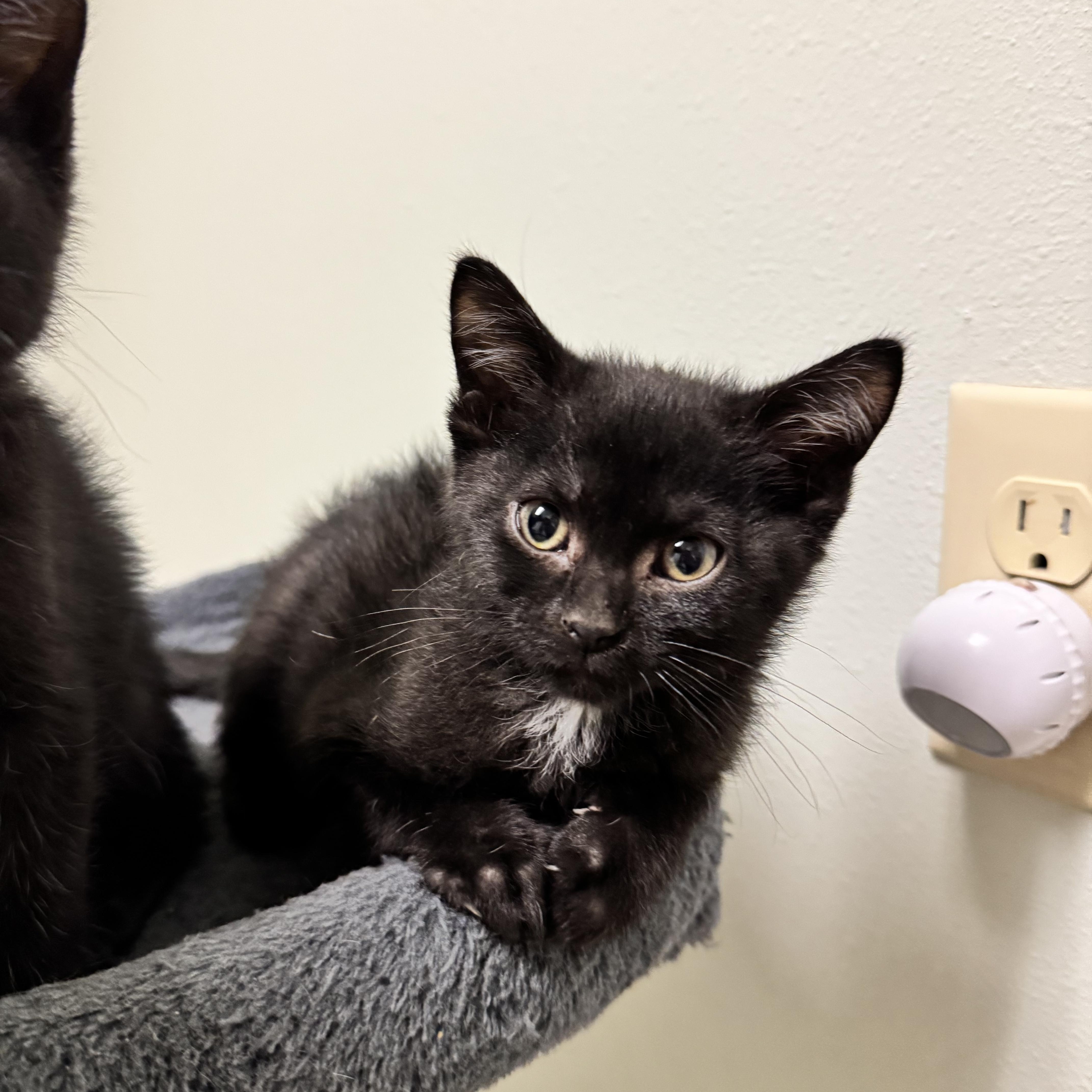 Casserole, a ADOPTABLE Domestic Short Hair in Dodgeville, WI image 2/3