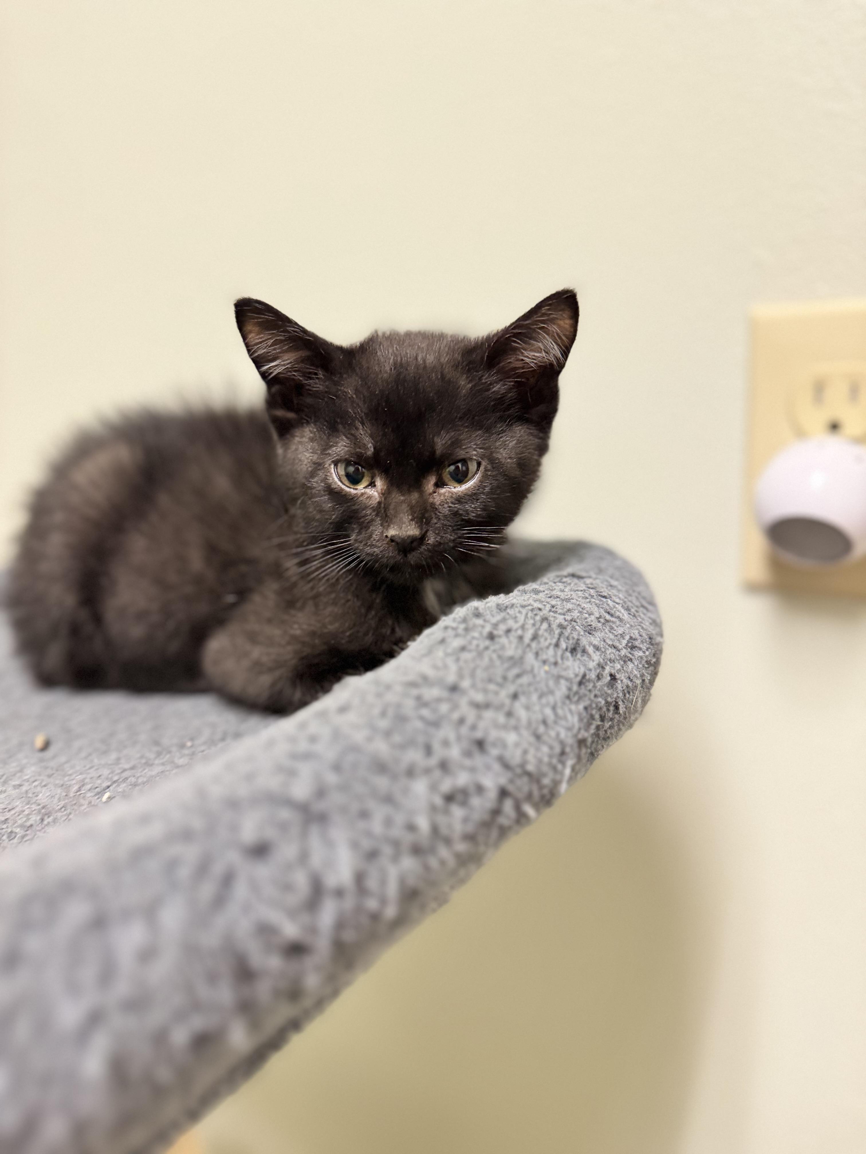 Casserole, ADOPTABLE, Kitten Male Domestic Short Hair.