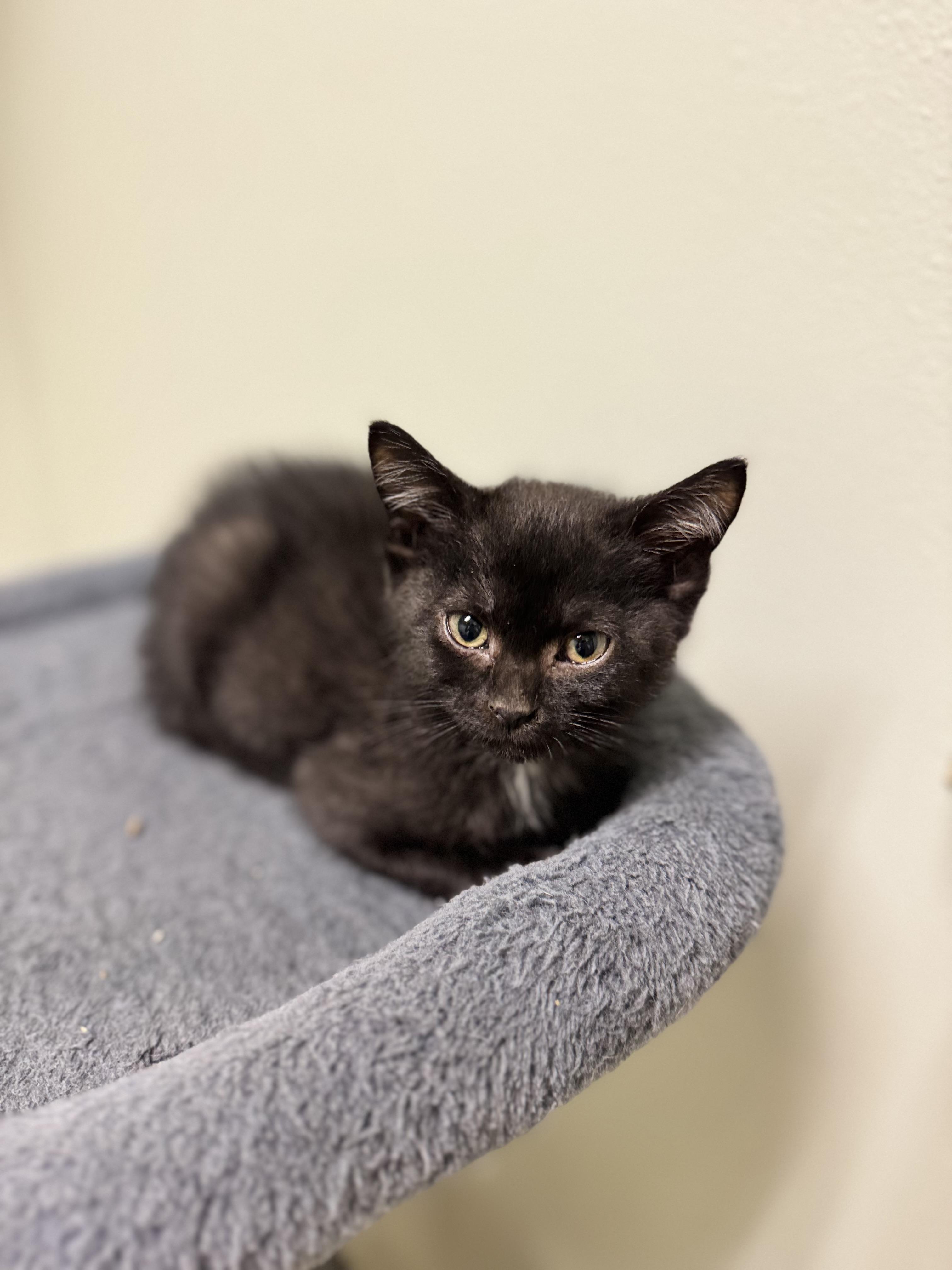 Casserole, a ADOPTABLE Domestic Short Hair in Dodgeville, WI image 3/3