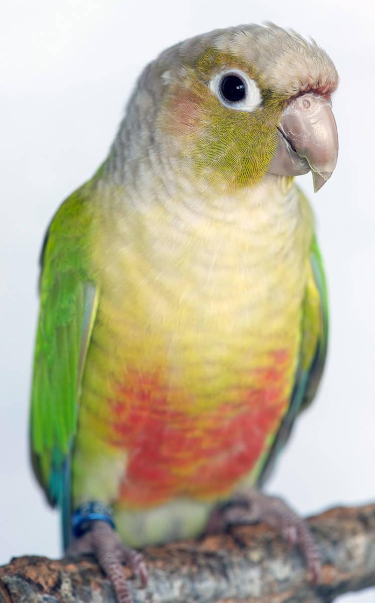 Enlarge Pickles – 2 YO  Pineapple Green Cheek Conure -Available soon , a ADOPTABLE Conure in Vancouver, WA image 2/3