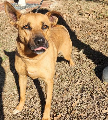 Austin, Adoptable, Young Male Shepherd & Mixed Breed.