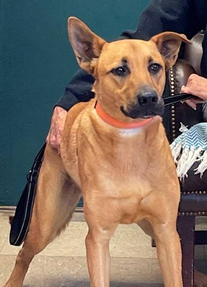 Enlarge Austin, a Adoptable mixed breed in Tyler, TX image 1/1