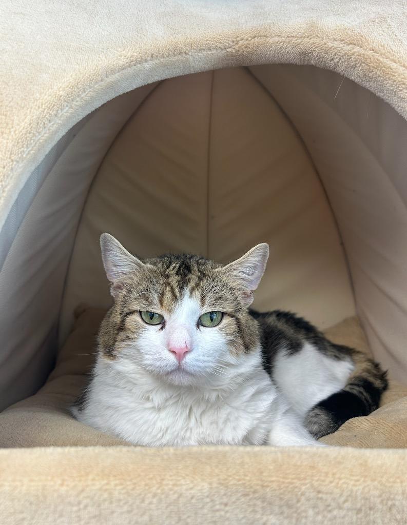 Romeo, Adoptable, Adult Male Domestic Medium Hair.