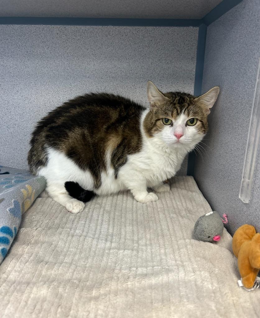 Romeo, Adoptable, Adult Male Domestic Medium Hair.