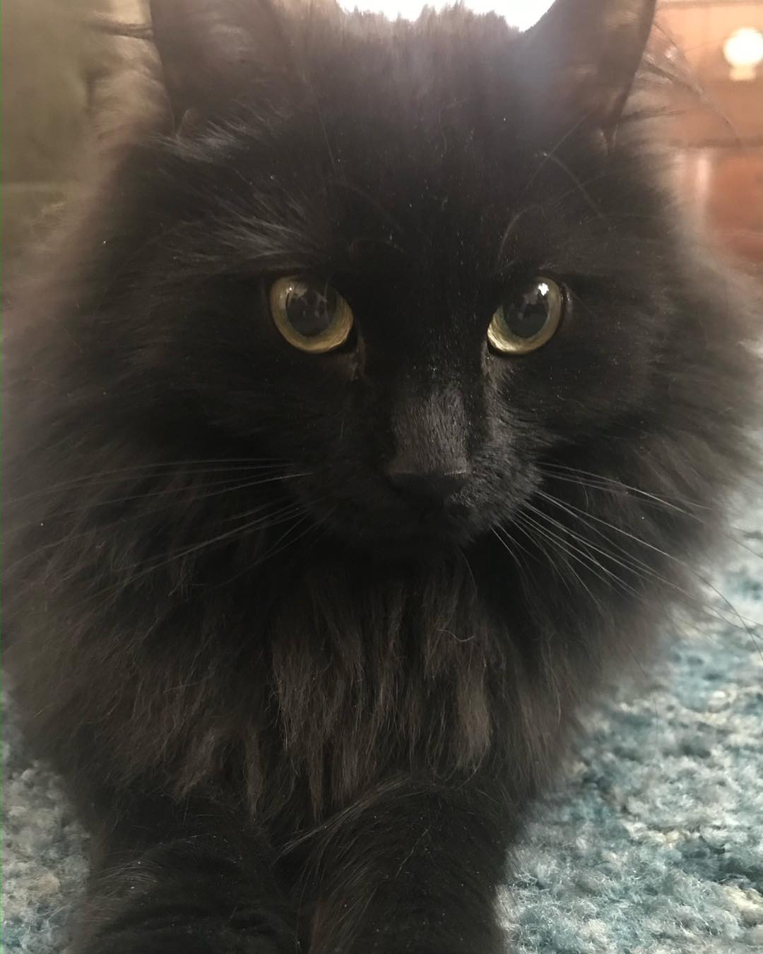 Sweetie, Adopted, Adult Female Domestic Long Hair.