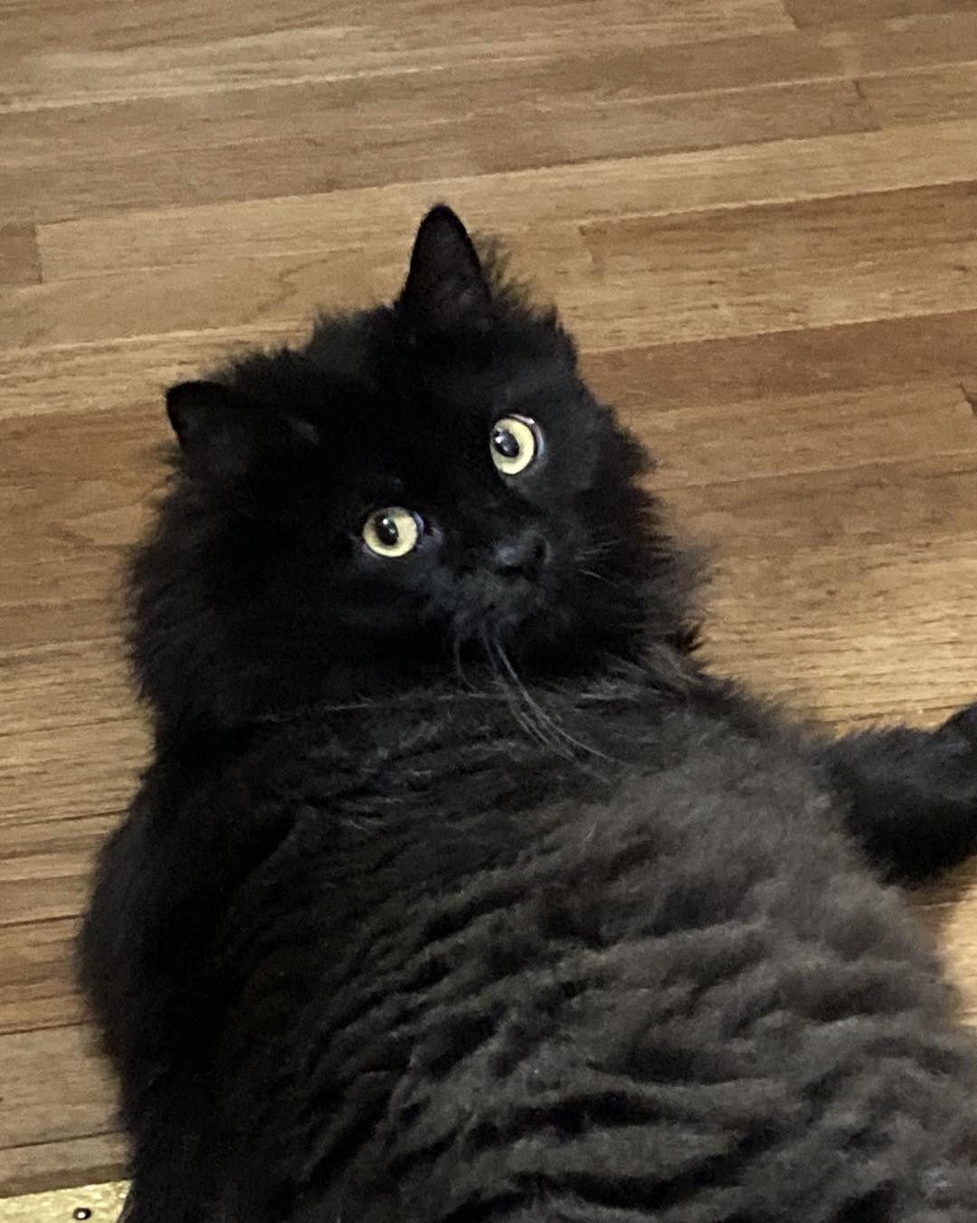 Enlarge Sweetie, a Adopted Domestic Long Hair in Horsham, PA image 2/2