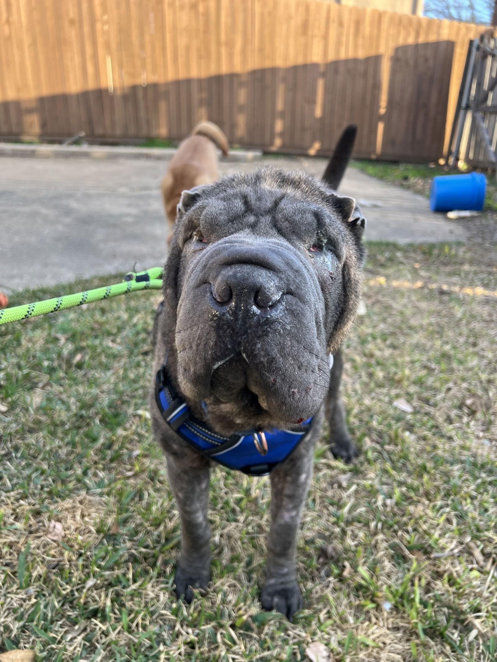 Slate, Adoptable, Adult Male Shar-Pei.