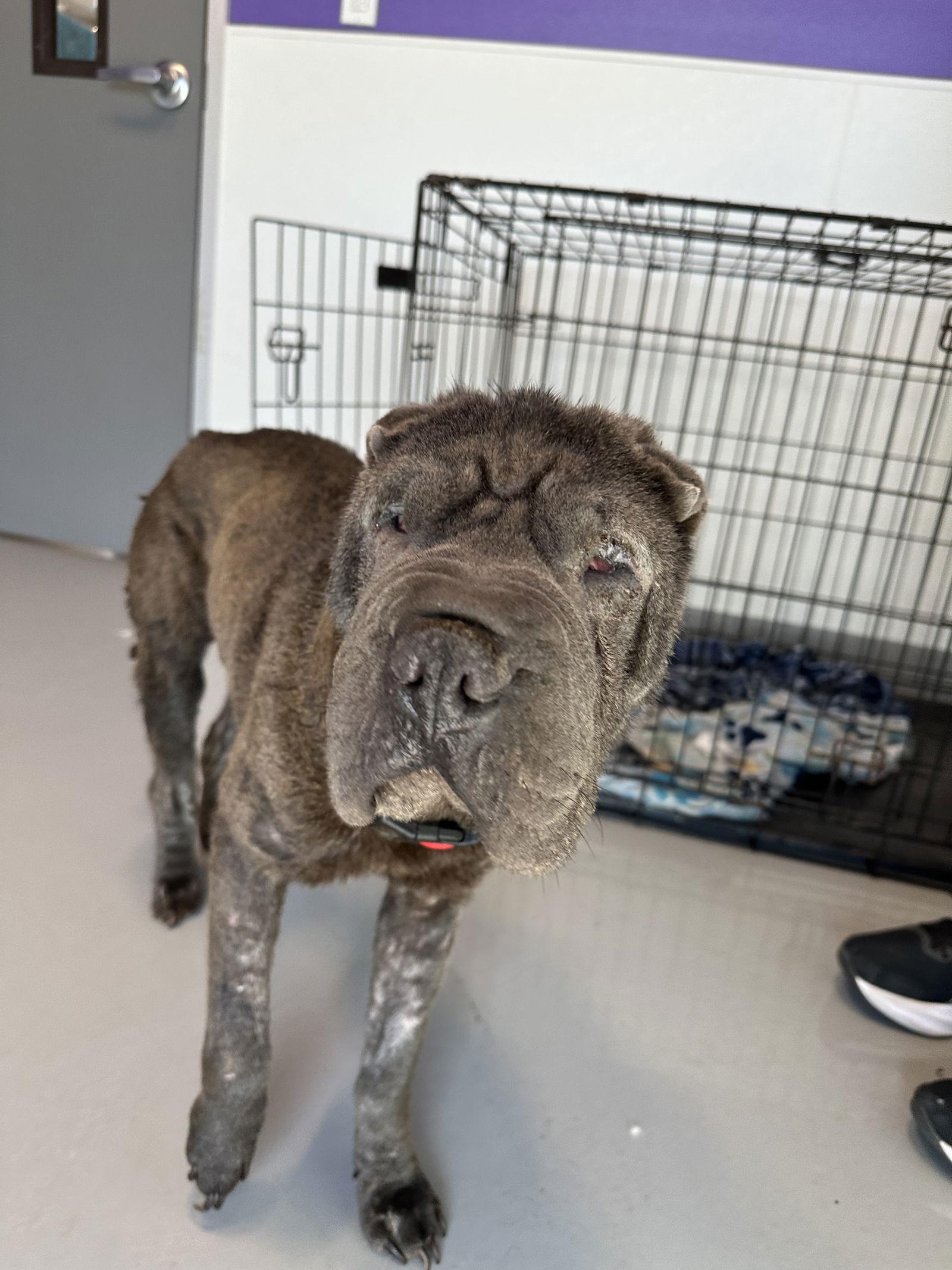 Slate, a Adoptable Shar-Pei in Lake Forest, CA image 3/3