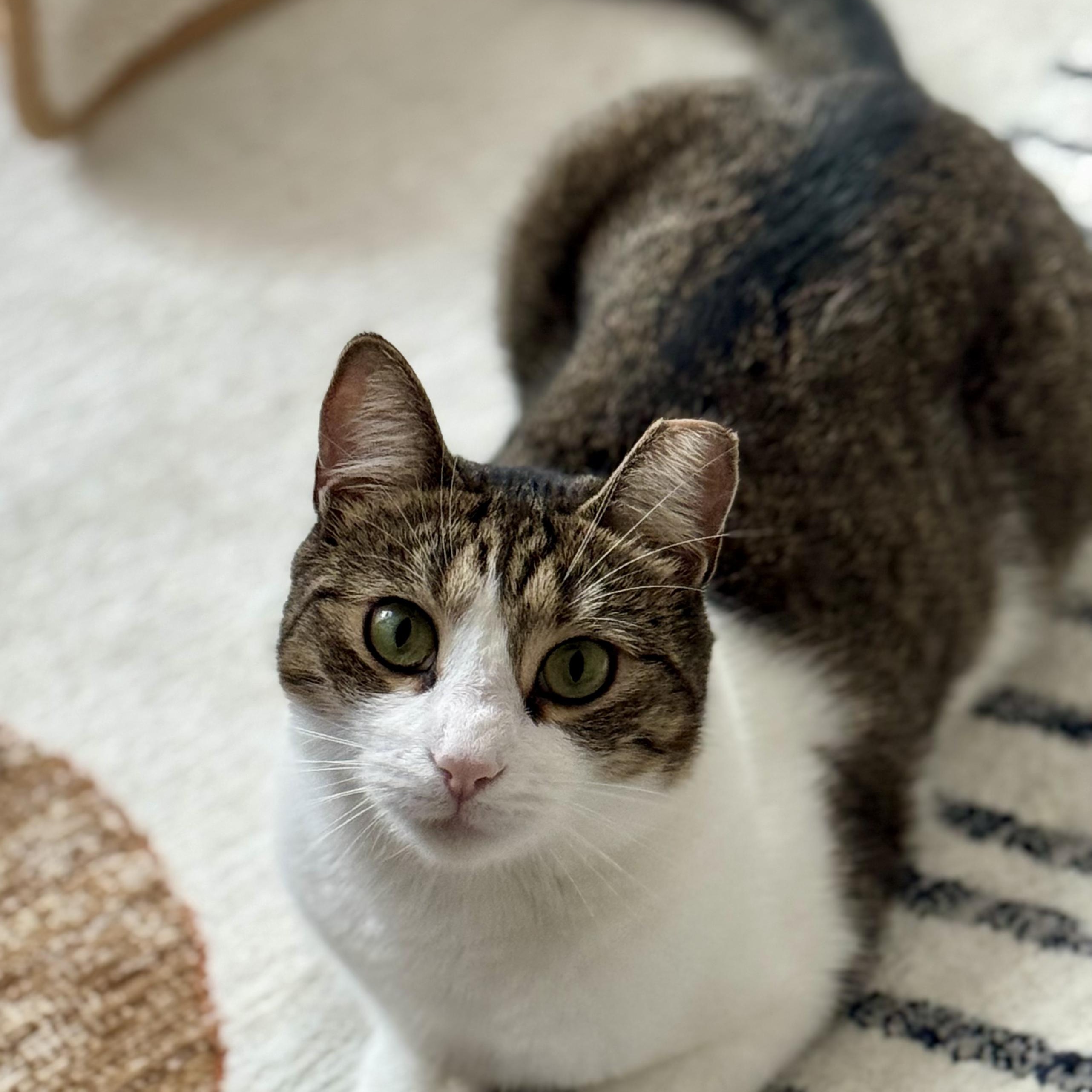 Gentle Soul, Playful Spirit – Meet Tippi, Adoptable, Adult Female Domestic Short Hair.