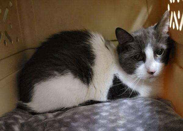 Lucky, Adoptable, Senior Male Domestic Short Hair.