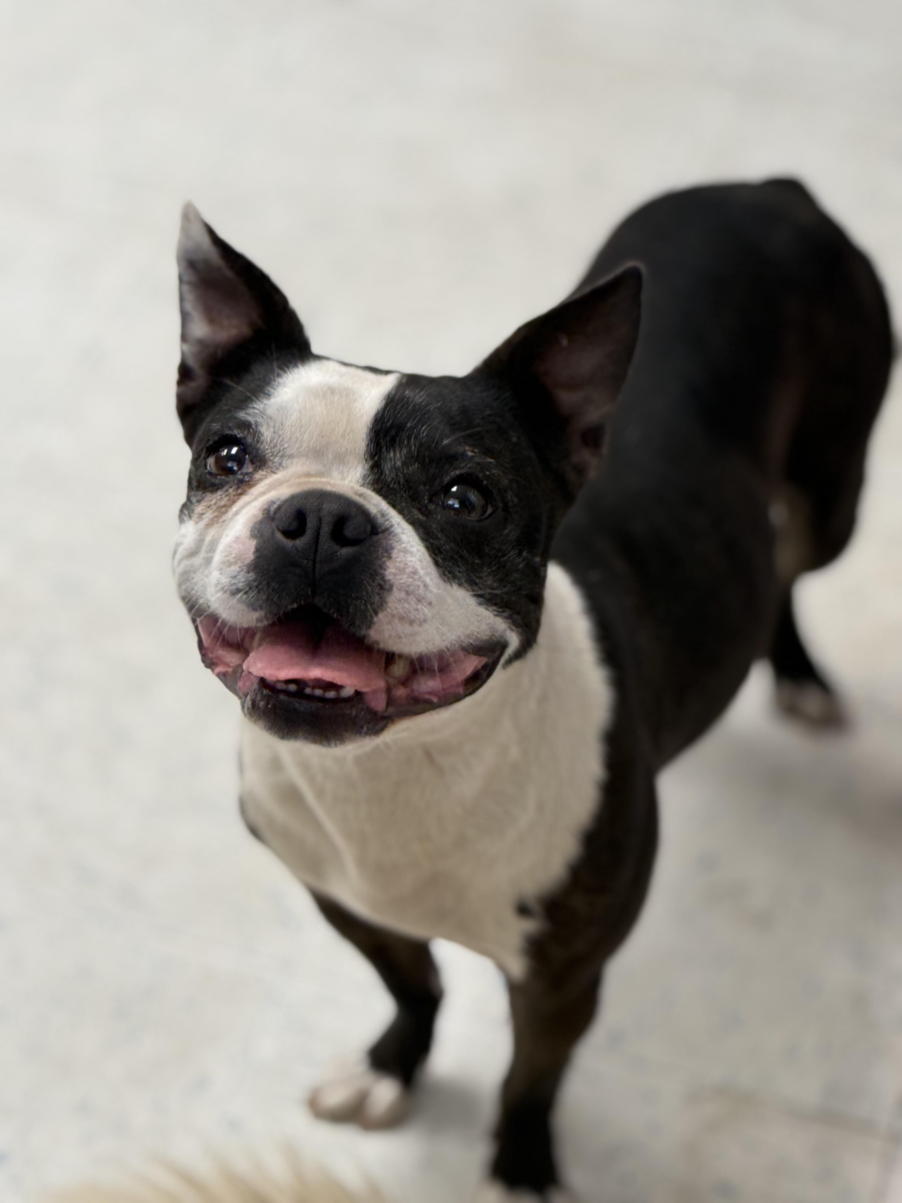 Bean, Adopted, Adult Female Boston Terrier.