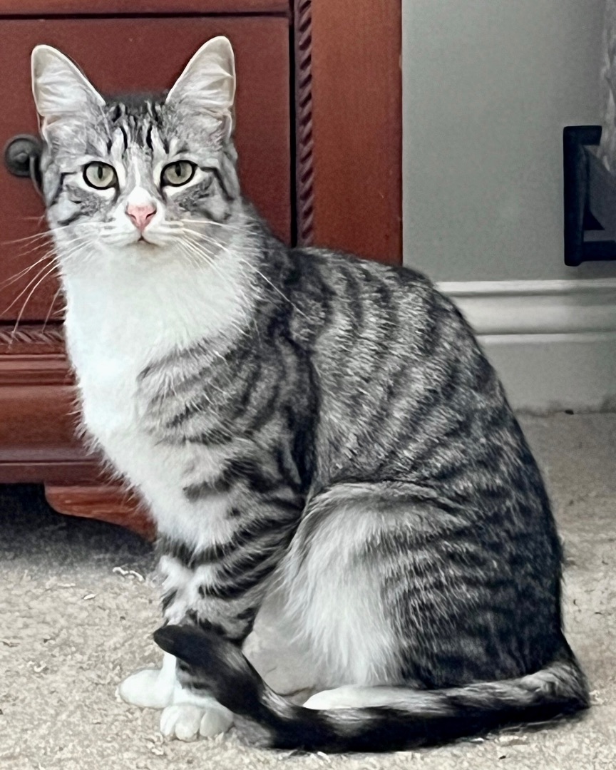 Sassy, a Adoptable Domestic Short Hair in Gallatin, TN image 1/3