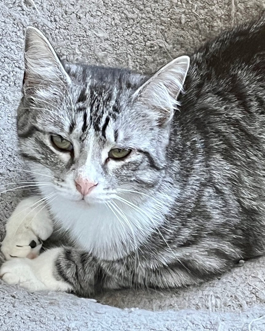 Sassy, a Adoptable Domestic Short Hair in Gallatin, TN image 2/3