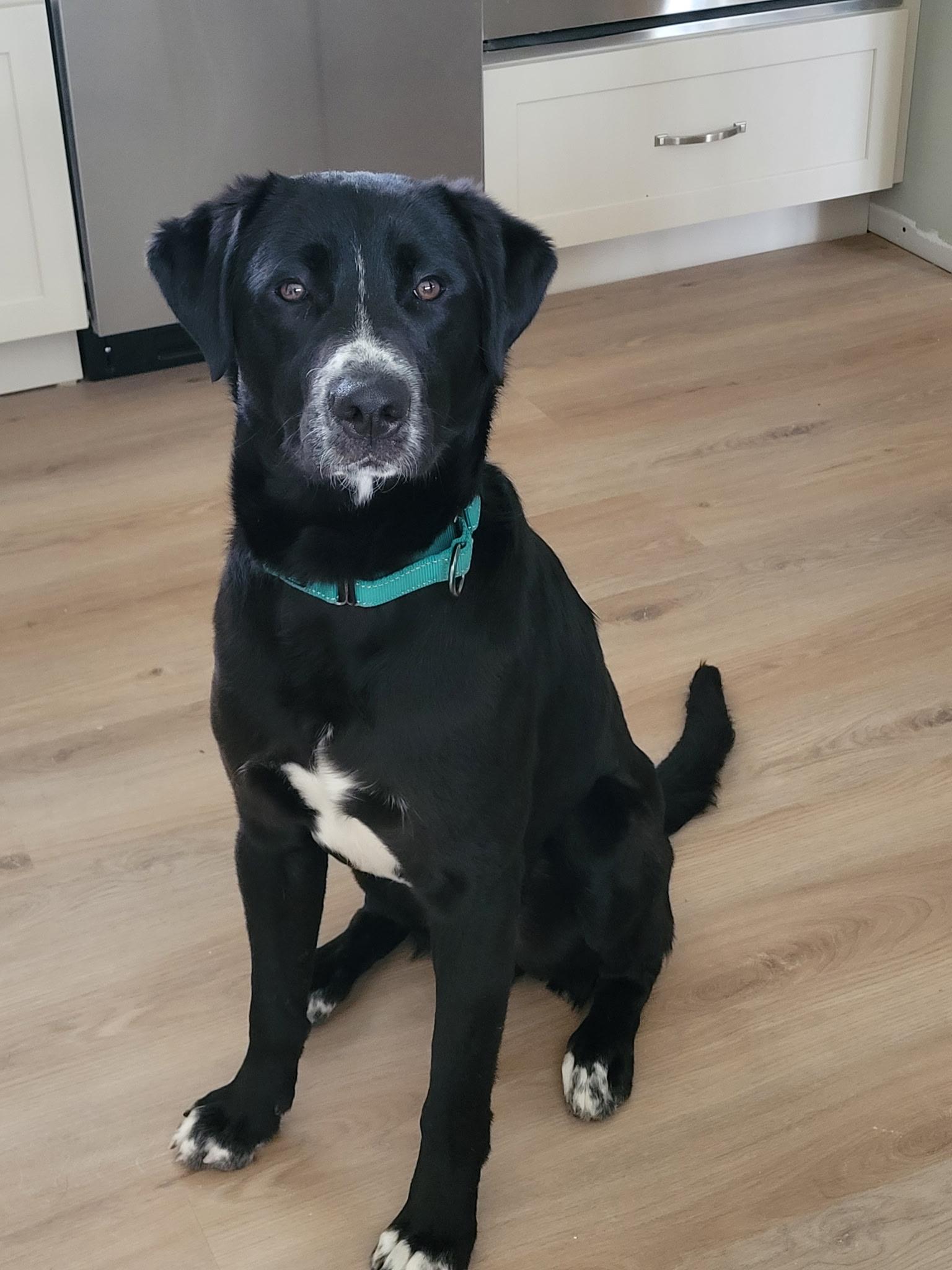 Enlarge Jerry, a Adoptable mixed breed in Seville, OH image 1/6
