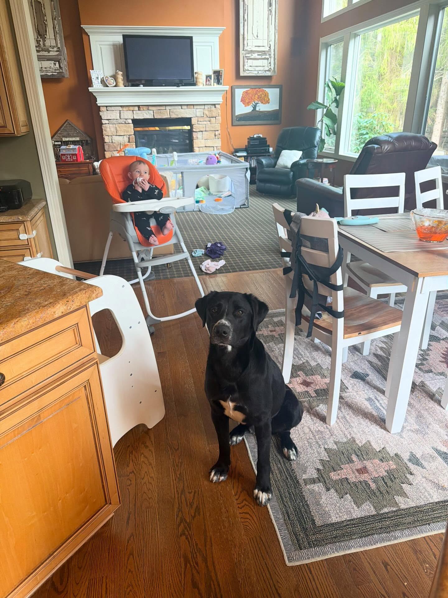 Enlarge Jerry, a Adoptable mixed breed in Seville, OH image 5/6