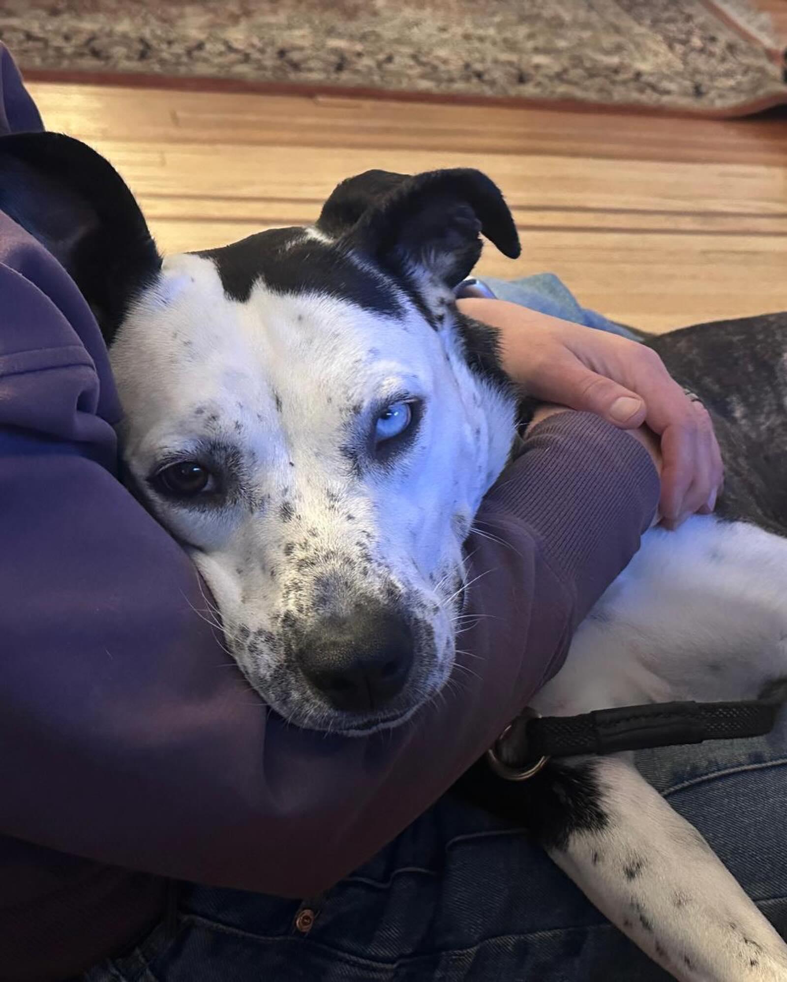 OSA, a ADOPTABLE mixed breed in Coquitlam, BC image 2/6