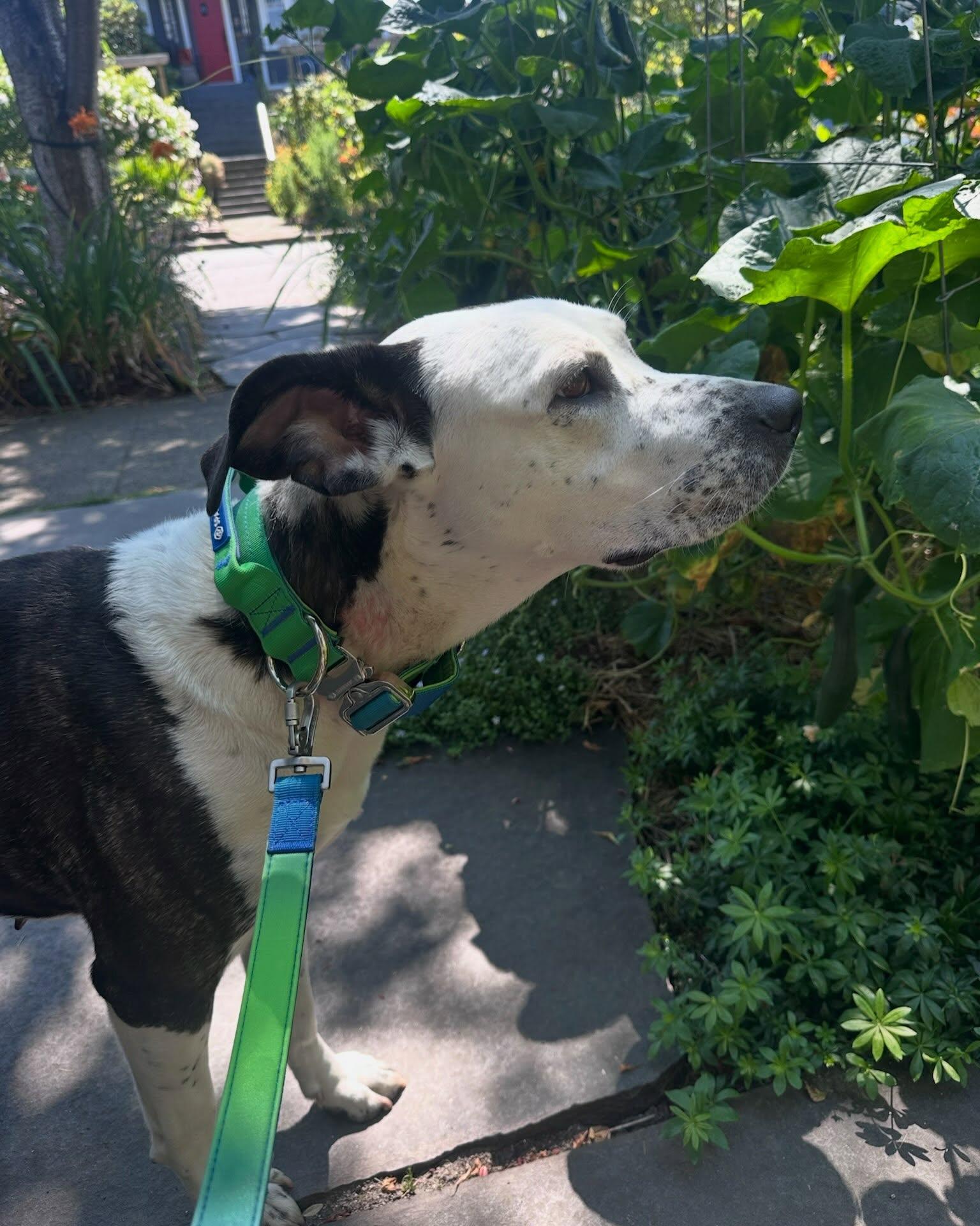 Enlarge OSA, a Adoptable mixed breed in Coquitlam, BC image 6/6
