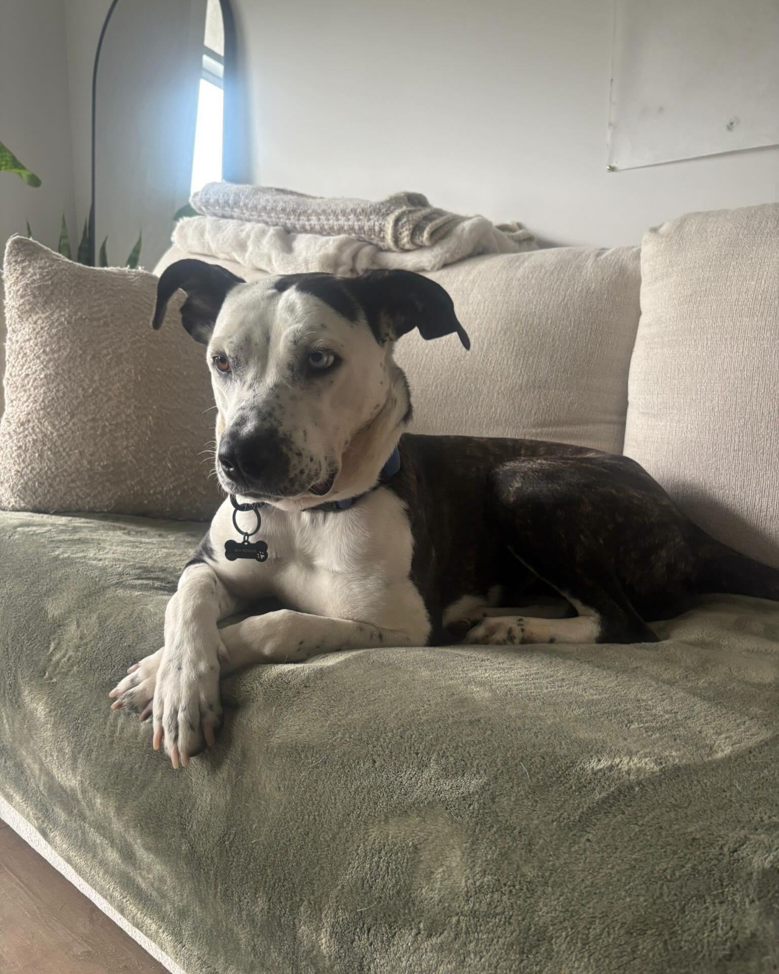 OSA, a ADOPTABLE mixed breed in Coquitlam, BC image 6/6