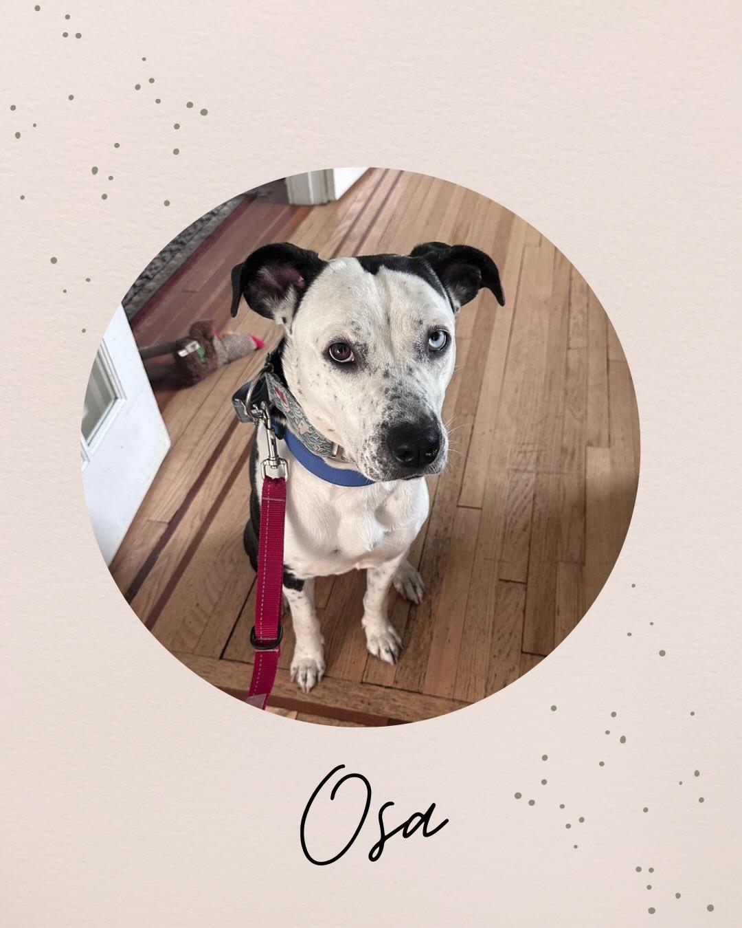 OSA, ADOPTABLE, Young Female Boxer.