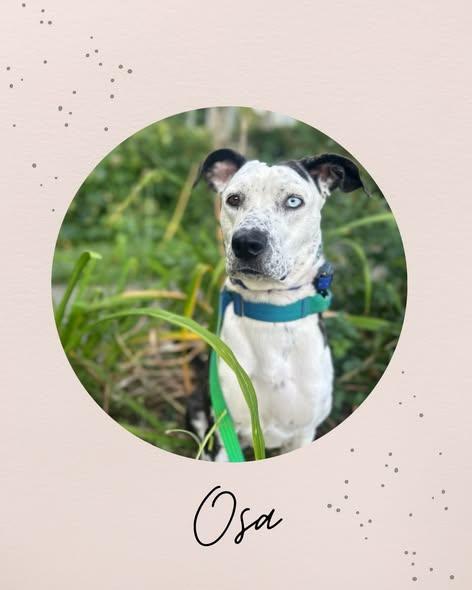 Enlarge OSA, a Adoptable mixed breed in Coquitlam, BC image 1/6