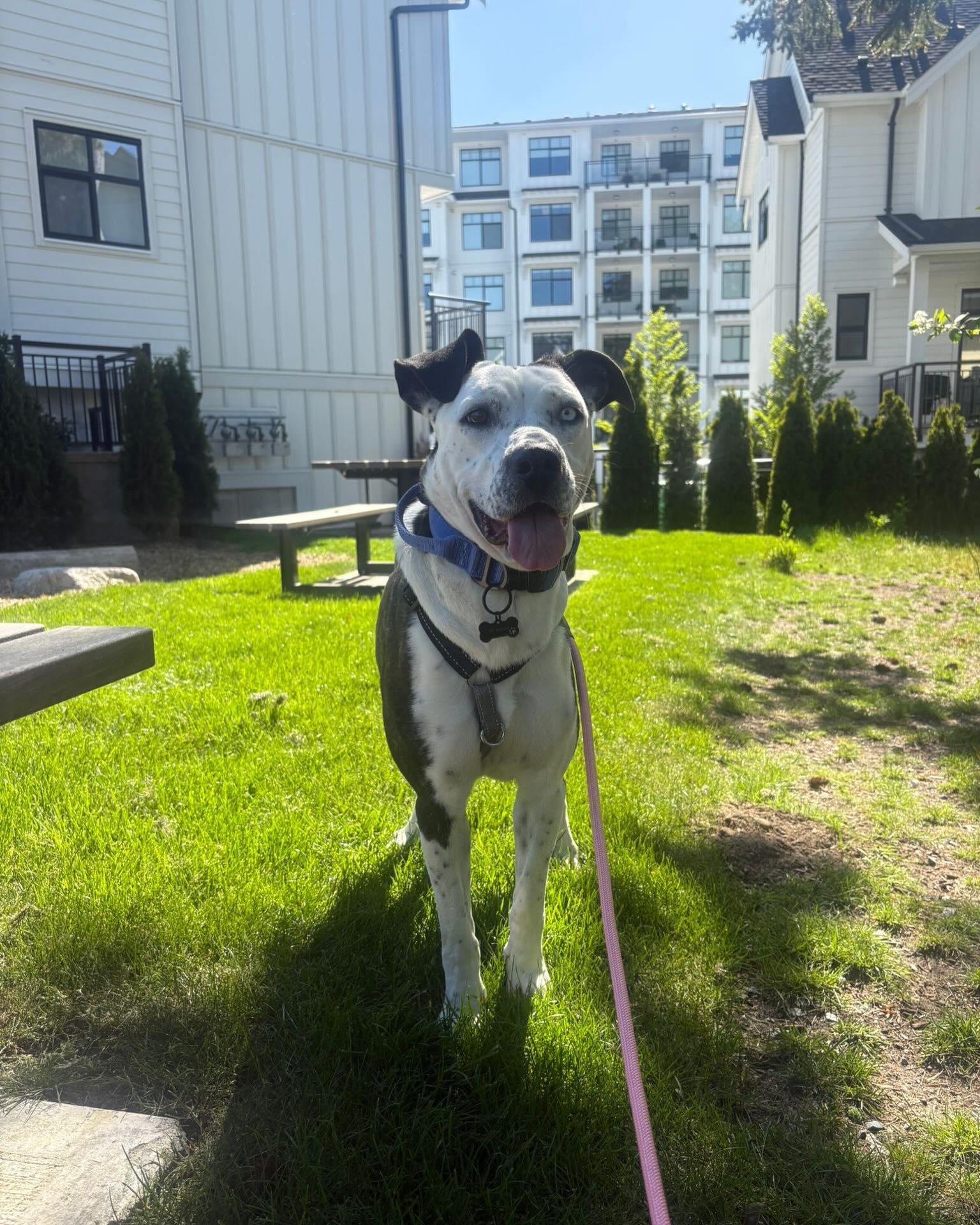OSA, a ADOPTABLE mixed breed in Coquitlam, BC image 3/6