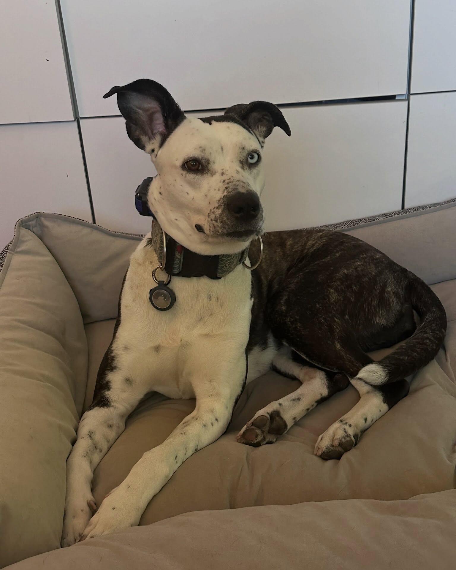 Enlarge OSA, a Adoptable mixed breed in Coquitlam, BC image 5/6