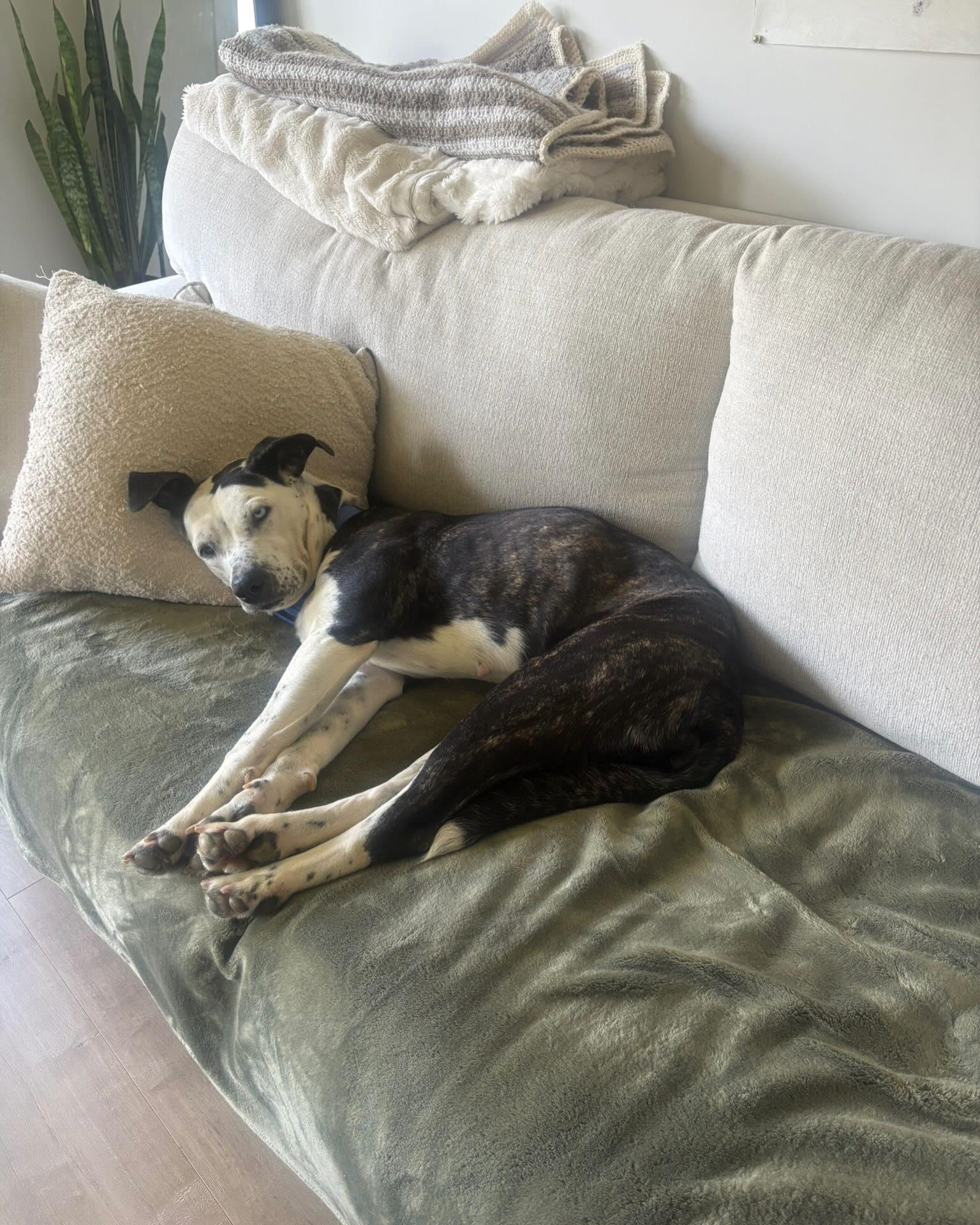 OSA, a ADOPTABLE mixed breed in Coquitlam, BC image 5/6