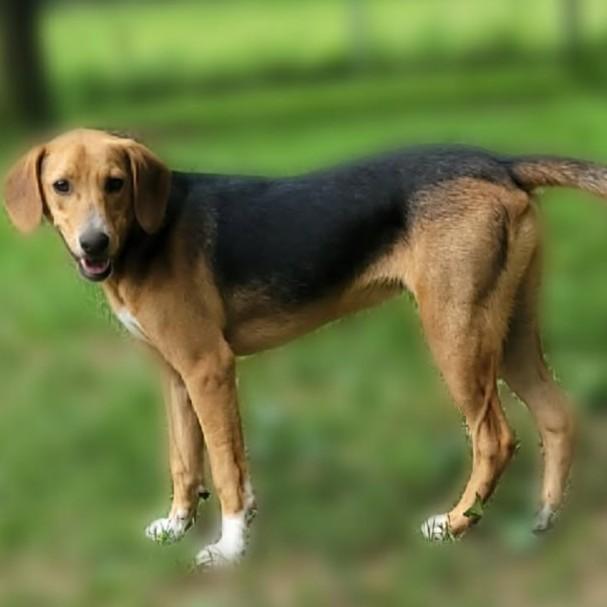 Enlarge Lance, a ADOPTABLE mixed breed in Portsmouth, OH image 3/3