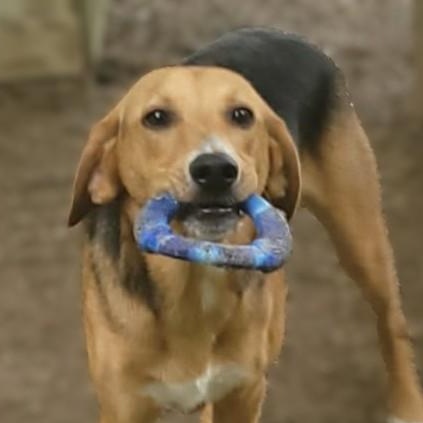 Enlarge Lance, a ADOPTABLE mixed breed in Portsmouth, OH image 1/3