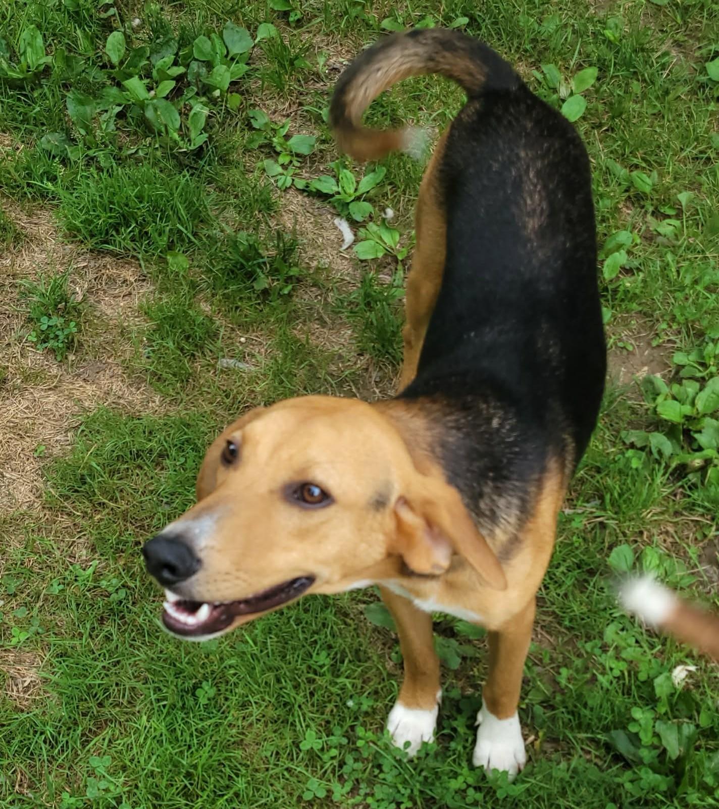 Enlarge Lance, a ADOPTABLE mixed breed in Portsmouth, OH image 2/3