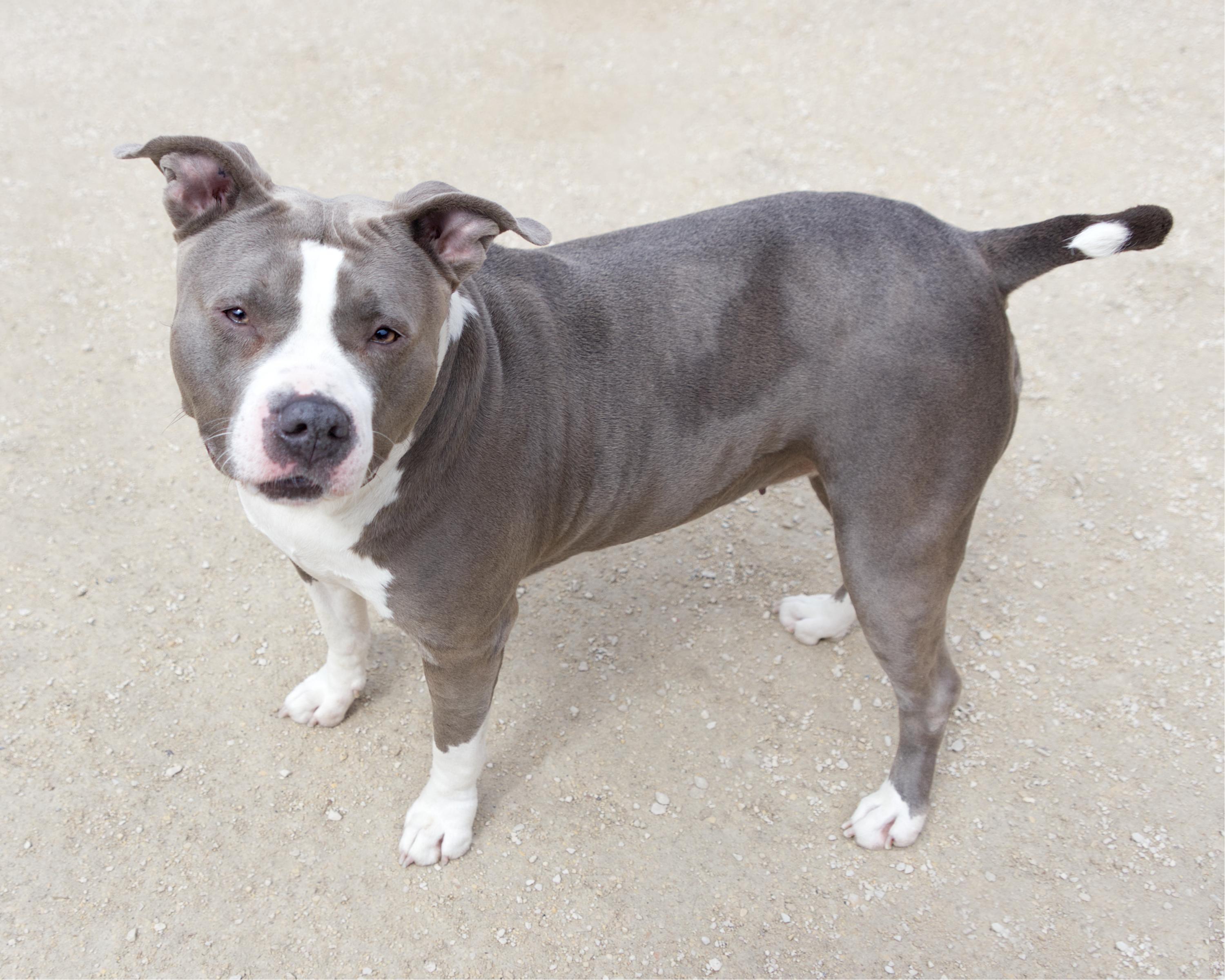 Enlarge Sadie, an adoptable Pit Bull Terrier in Winnipeg, MB image 3/3