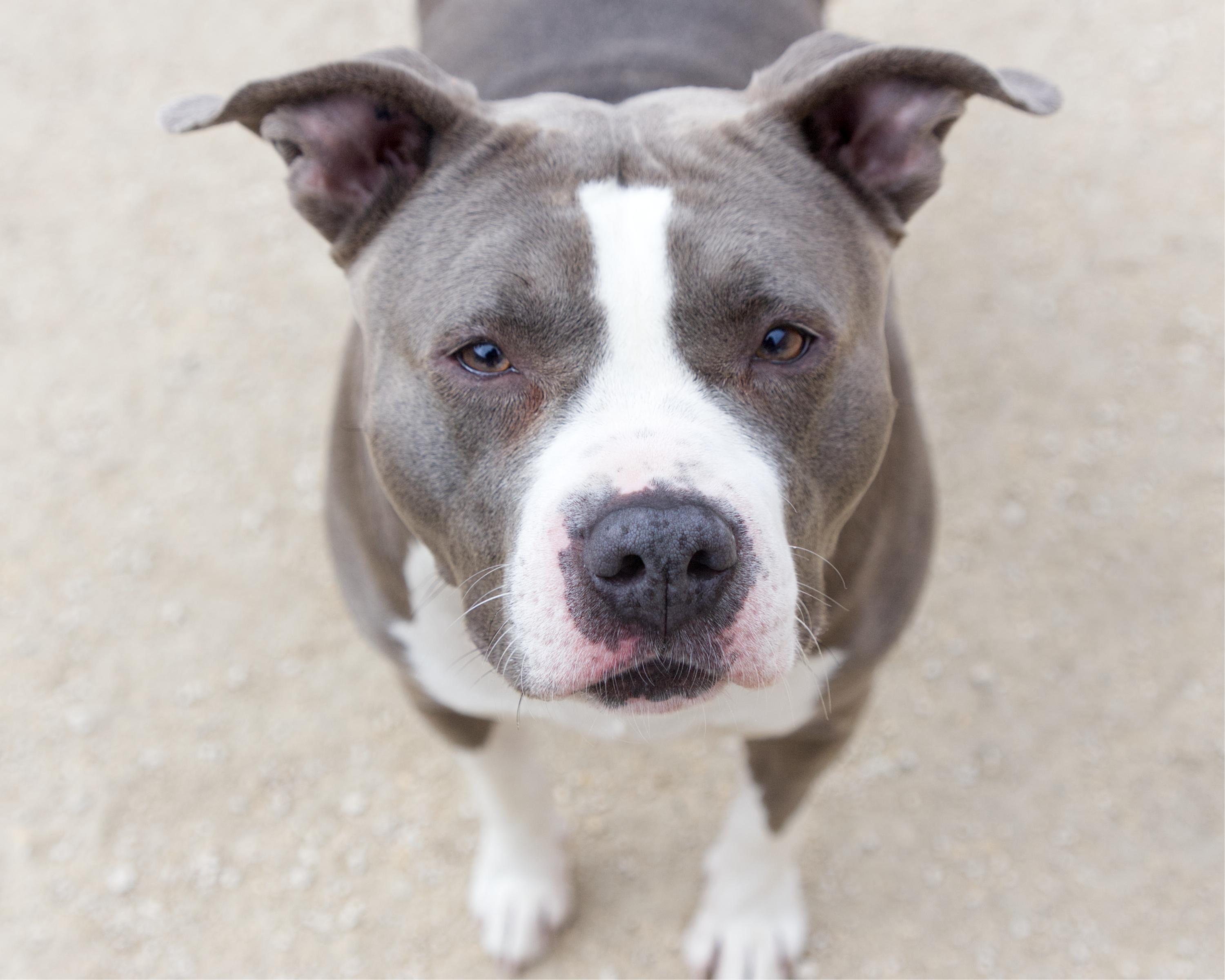 Enlarge Sadie, an adoptable Pit Bull Terrier in Winnipeg, MB image 1/3