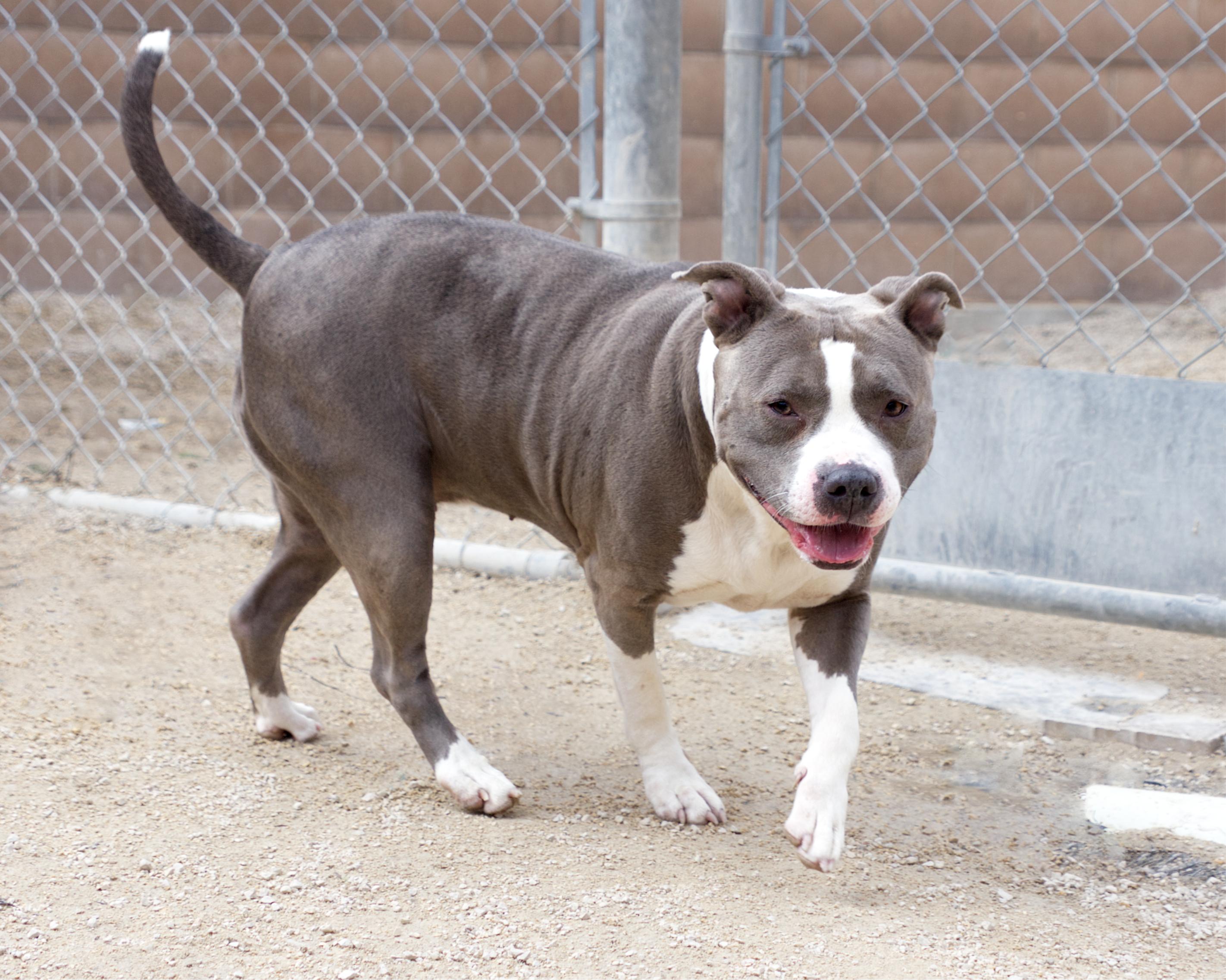 Enlarge Sadie, an adoptable Pit Bull Terrier in Winnipeg, MB image 2/3