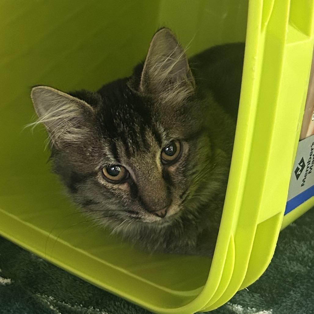Enlarge Blueberry, a Adoptable Domestic Medium Hair in Emporia, KS image 1/2