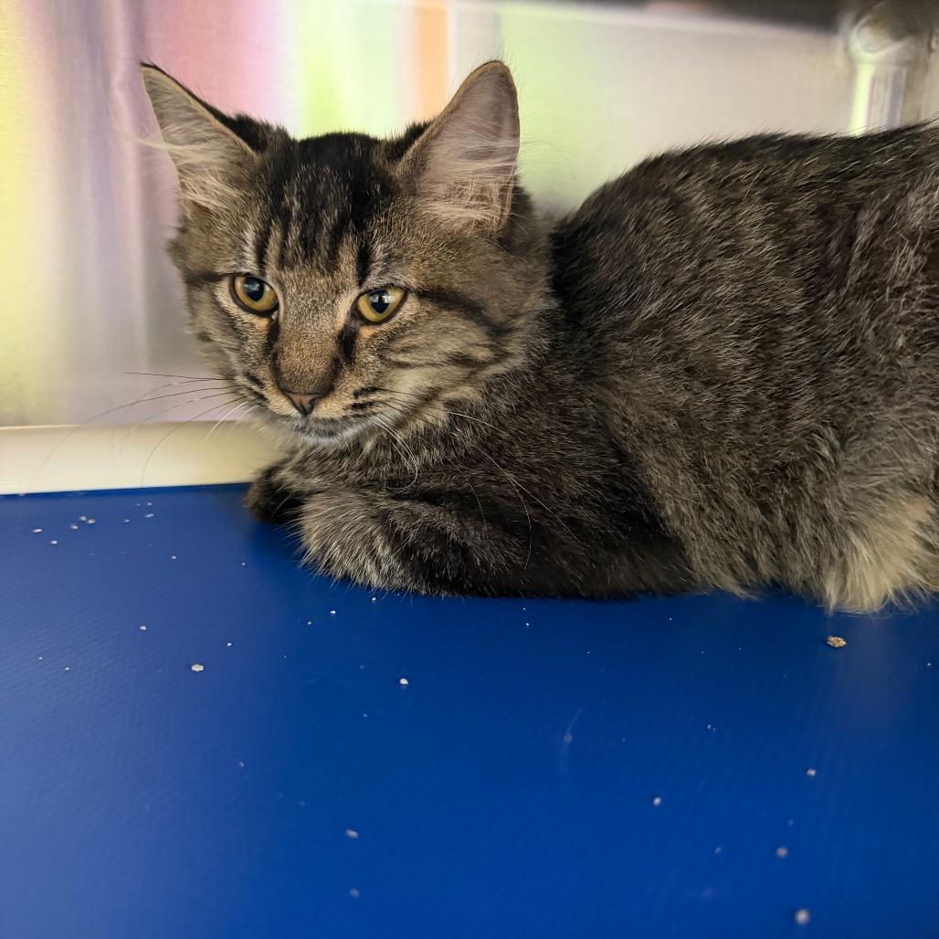 Enlarge Blueberry, a Adoptable Domestic Medium Hair in Emporia, KS image 2/2