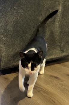 Enlarge Leo, a ADOPTABLE Domestic Short Hair in Sherman Oaks, CA image 3/5