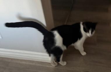 Enlarge Leo, a ADOPTABLE Domestic Short Hair in Sherman Oaks, CA image 5/5