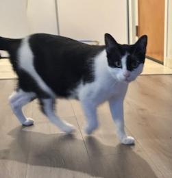 Enlarge Leo, a ADOPTABLE Domestic Short Hair in Sherman Oaks, CA image 2/5