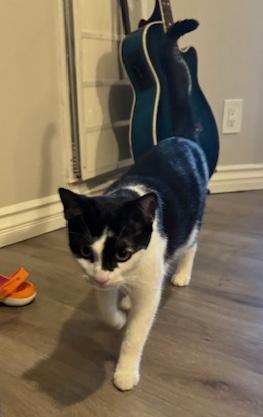 Enlarge Leo, a ADOPTABLE Domestic Short Hair in Sherman Oaks, CA image 4/5