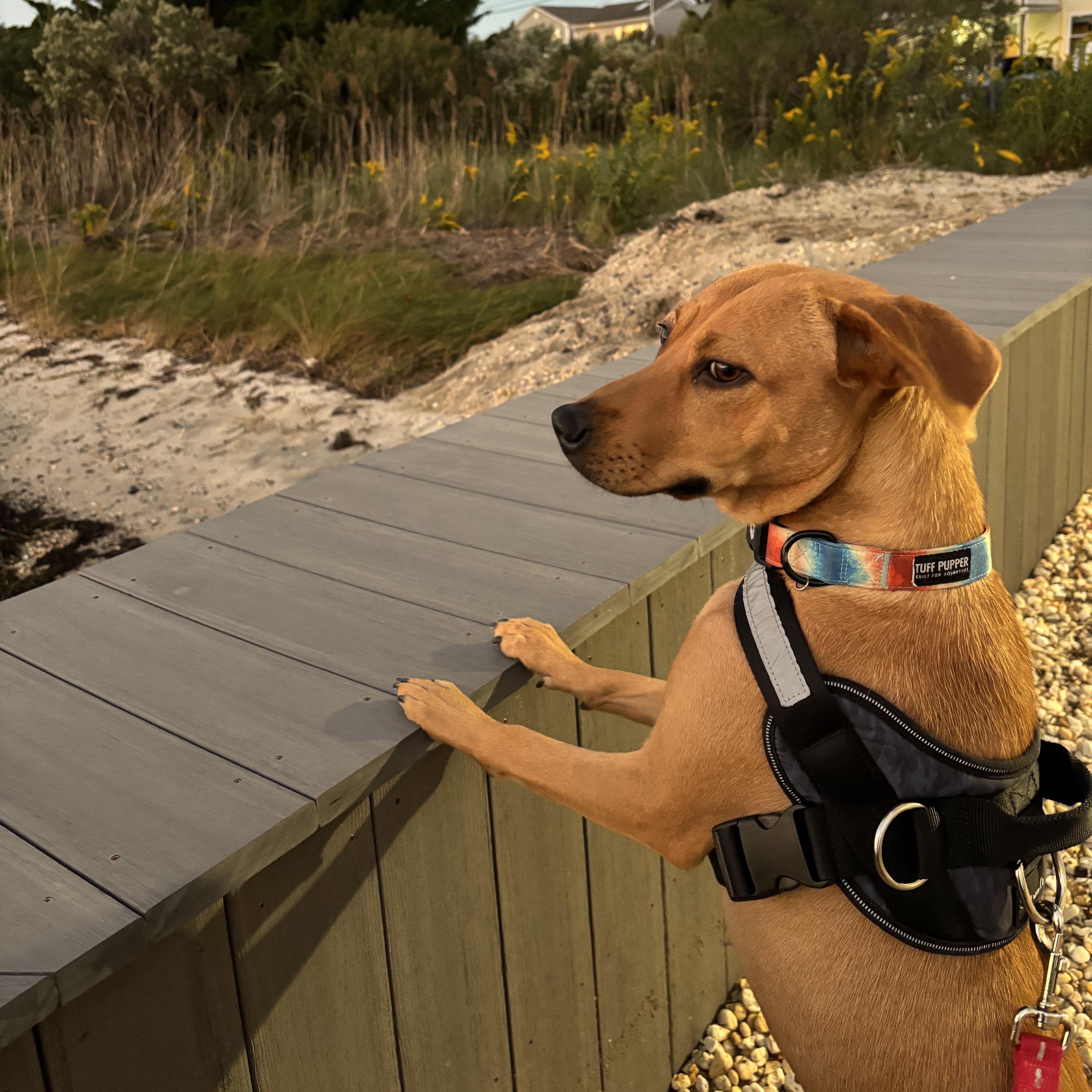 Enlarge Shiloh, a Adoptable mixed breed in Mount Royal, NJ image 3/6