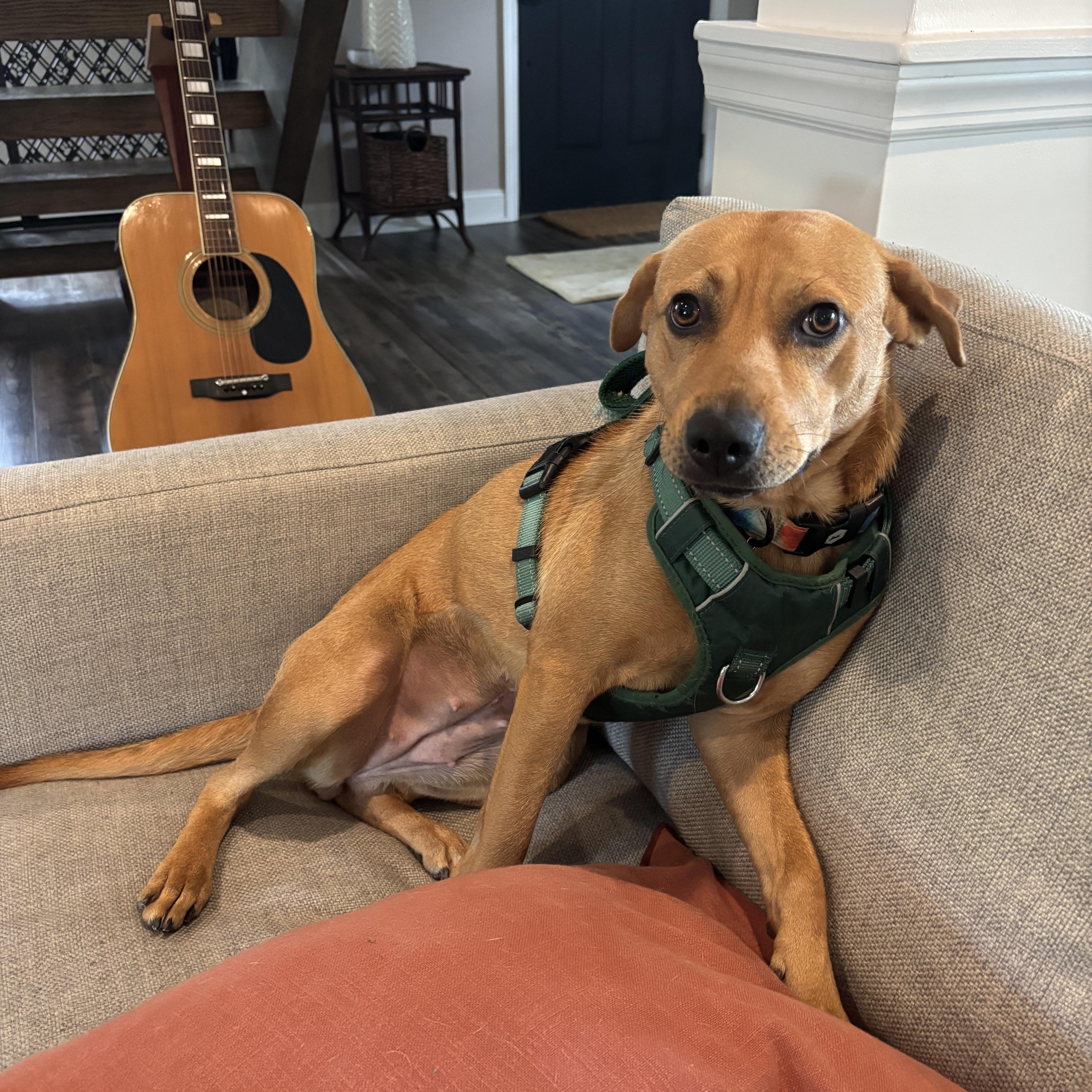 Enlarge Shiloh, a Adoptable mixed breed in Mount Royal, NJ image 4/6