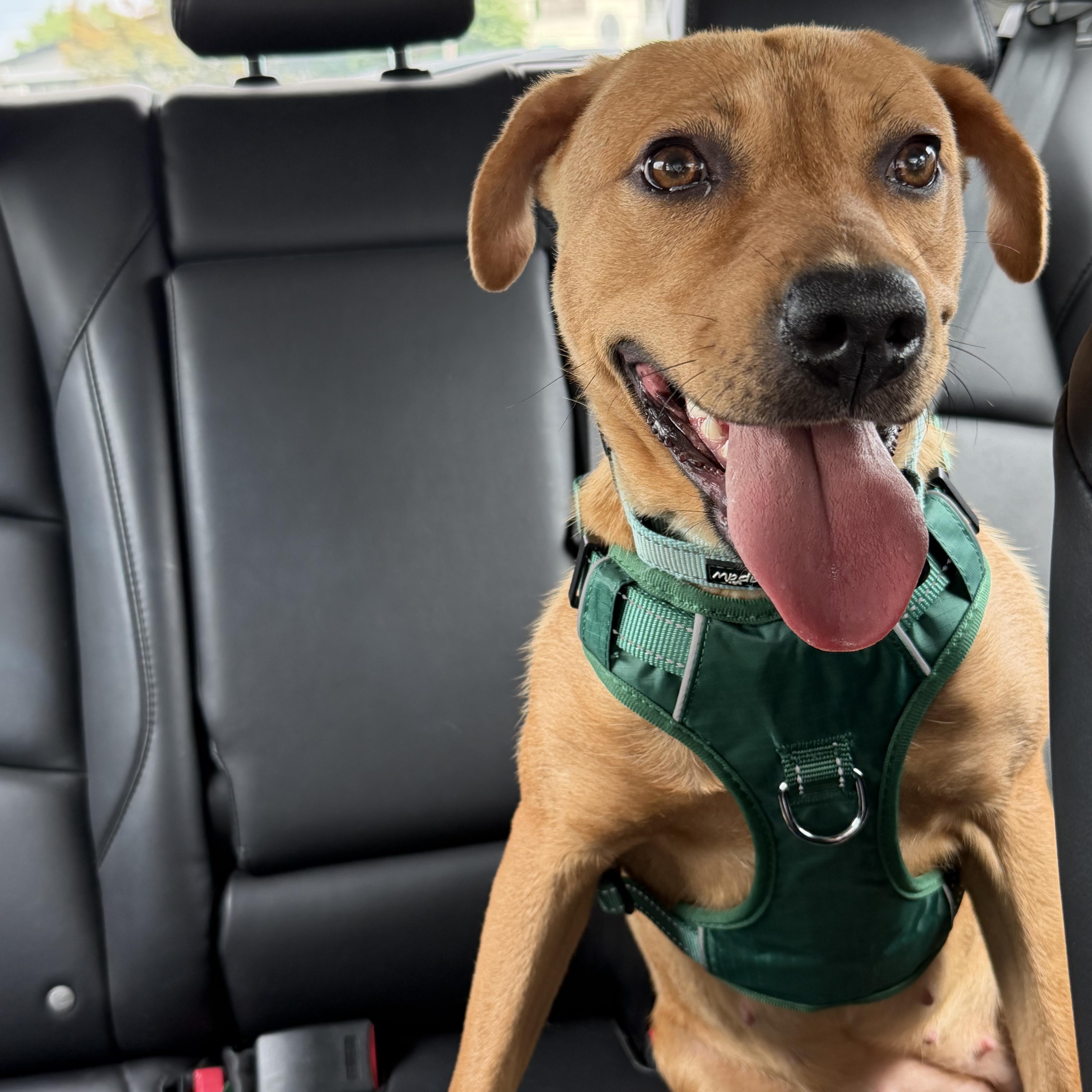 Enlarge Shiloh, a Adoptable mixed breed in Mount Royal, NJ image 1/6
