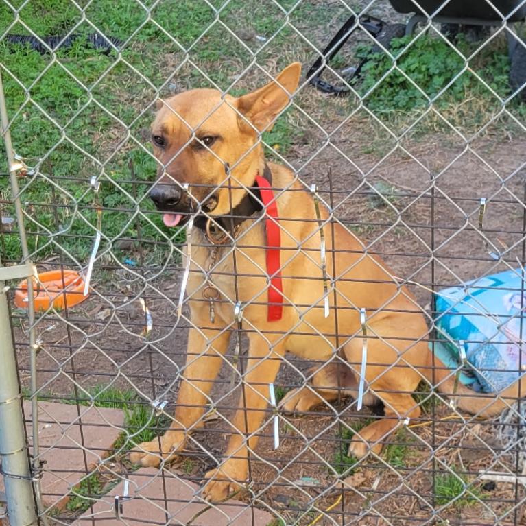 Red, a Adoptable mixed breed in Marshall, TX image 1/4