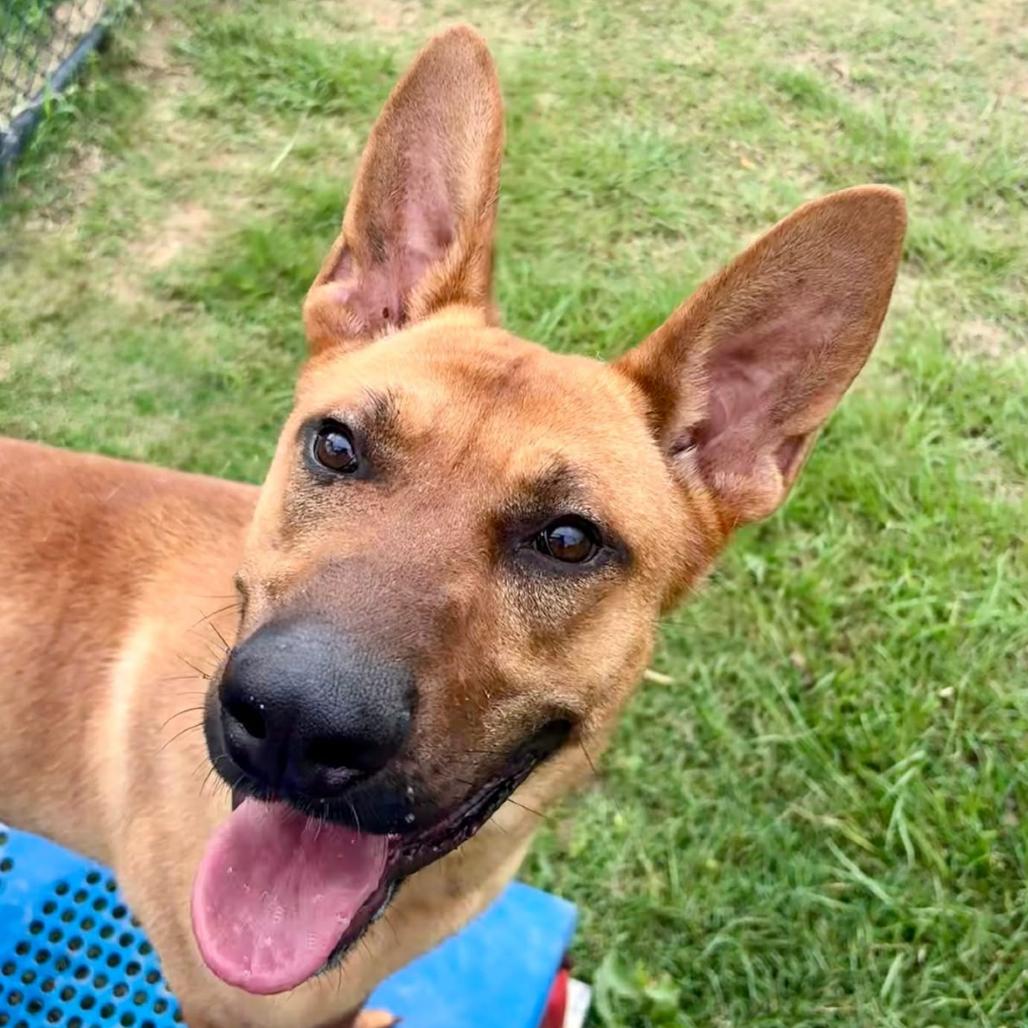 Red, a Adoptable mixed breed in Marshall, TX image 2/4