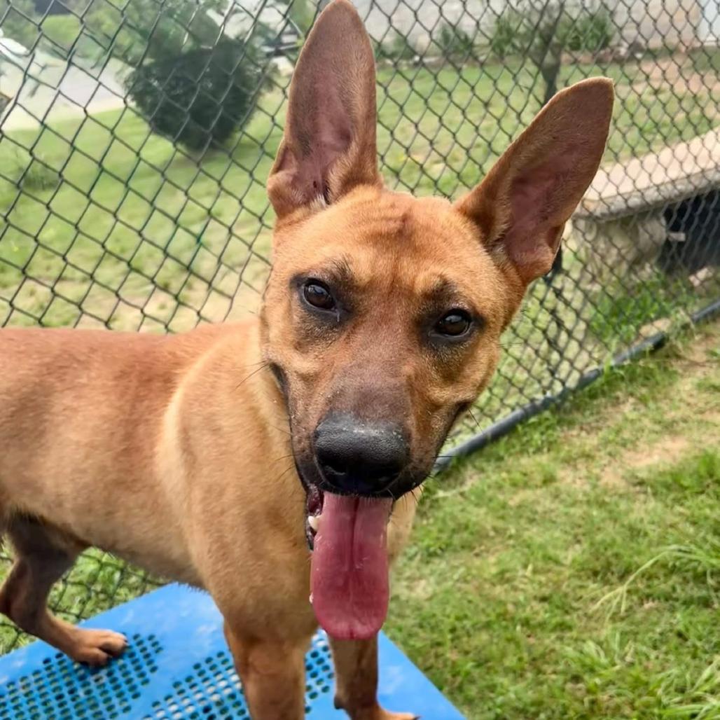 Red, a Adoptable mixed breed in Marshall, TX image 3/4