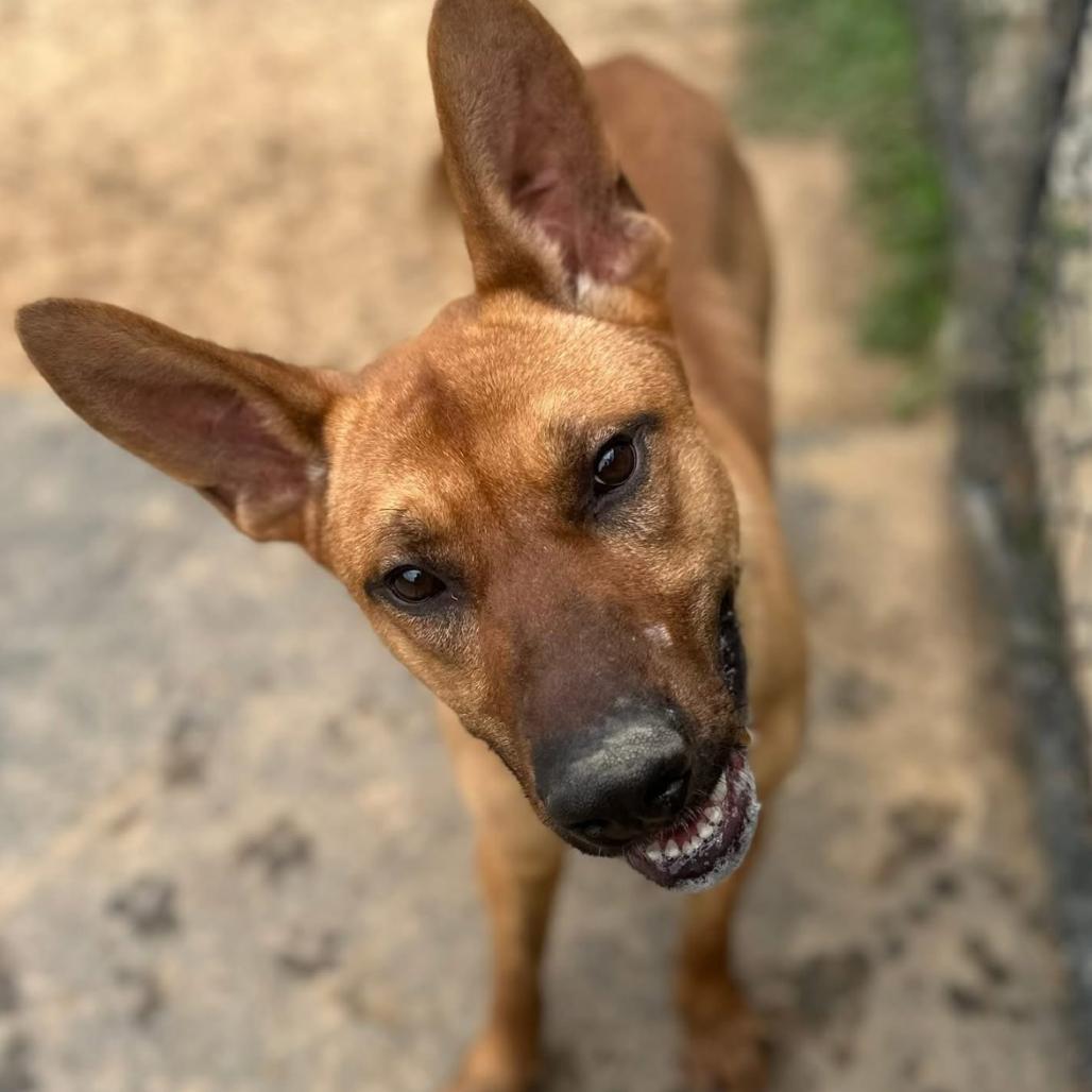Red, Adoptable, Young Male German Shepherd Dog & Mixed Breed.