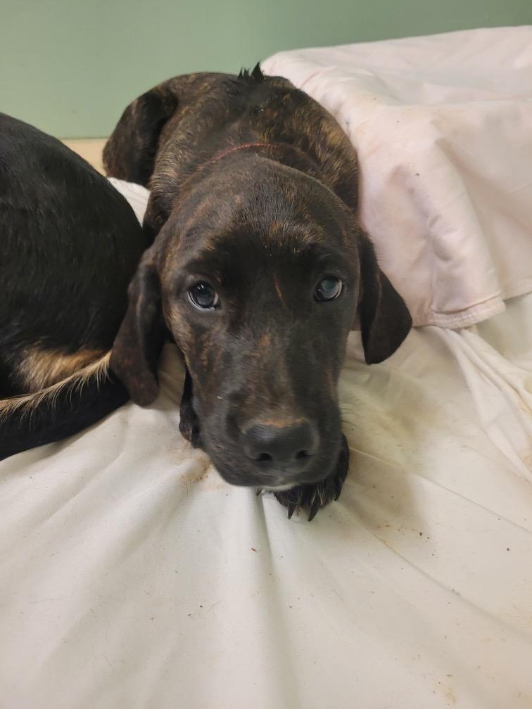 Brittle, Adopted, Puppy Female Golden Retriever & Mixed Breed.